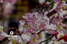 Cherry Blossom Season (Watermarked)