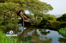 Japan - Tree and Water (Watermarked)