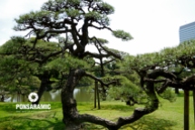 Japan - Tree (Watermarked)